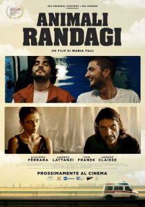 Animali randagi streaming